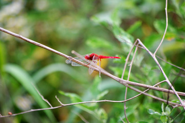 Red dragonfly