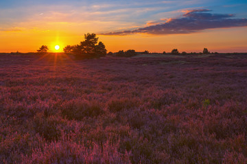 Heideblüte HDR / Sonnenuntergang über der Nemitzer Heide im Landkreis Lüchow-Dannenberg (Wendland, Niedersachsen). Aufgenommen am 30. August 2016.