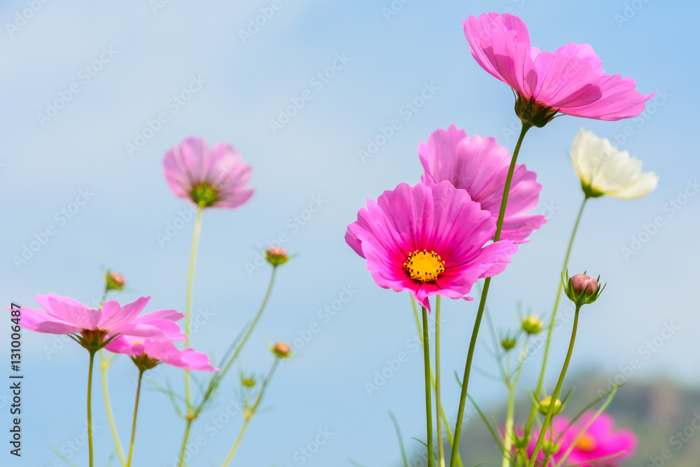 Wall mural beautiful of cosmos flowers blooming with blue sky