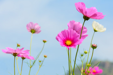 Beautiful of cosmos flowers blooming with blue sky