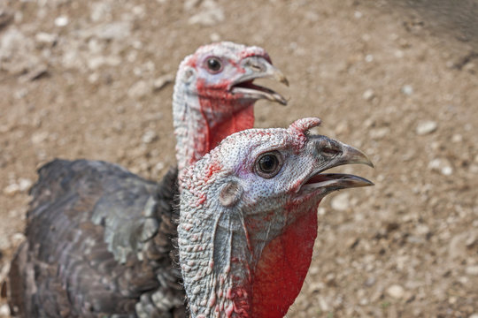 close up of domesticated turkeys