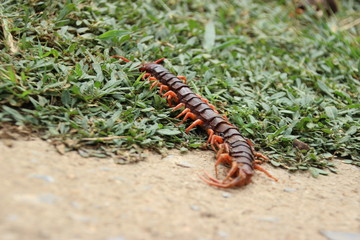 Centipedes on the green grass