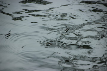 Water striders on the water 