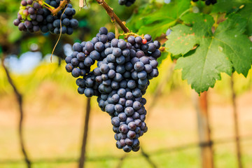  large bunches of red wine grapes hang from a vine, warm backgro