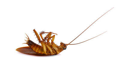 Cockroach on a white background