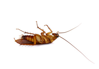 Cockroach isolated on a white background