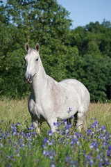 Portrait of nice white horse in blooming meadow