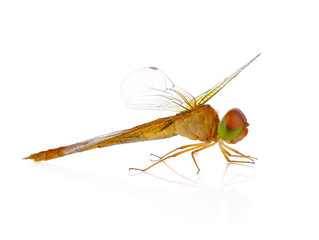 dragonfly isolated in white background