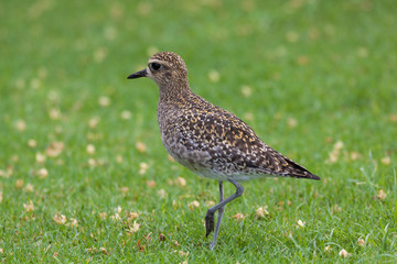 Pacific Golden Plover