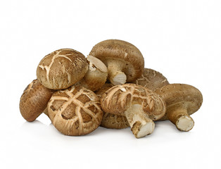 Shiitake mushroom on  White background