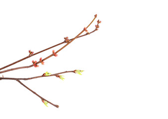 Fototapeta premium Spring branch isolated 