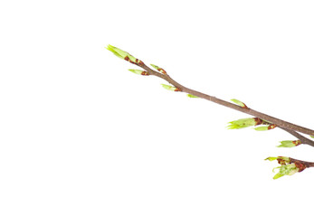Spring branch isolated 