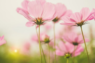 Pink cosmea flower under sunlight with selective focus and blurry background. sun lighting flare effect.