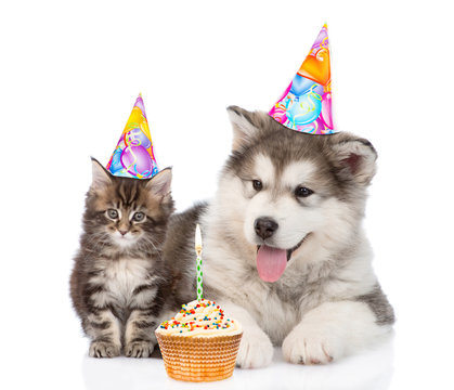 Puppy and kitten in birthday hats. isolated on white background
