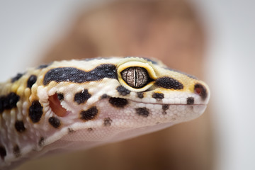 Leopard Gecko