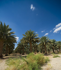Obraz premium Palm trees perspective view. Palm grove in the summer sunny day on a background of blue sky