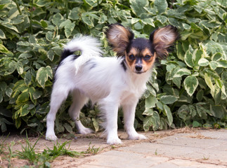 Portrait of a four month-old Papillon puppy