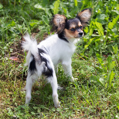 Portrait of a four month-old Papillon puppy
