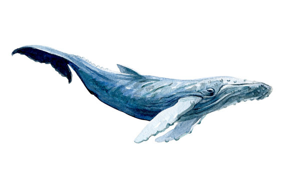 Watercolor whale isolated on a white background illustration.