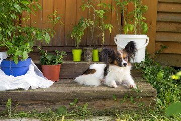 Papillon dog on a porch of wooden house