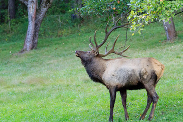 Bull Elk shaking the apple tree