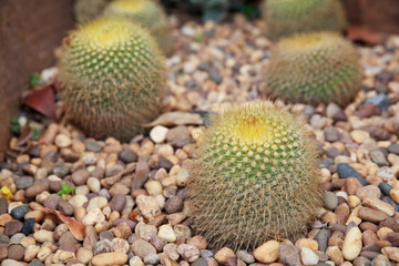 cactus in the desert