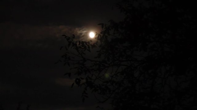 Tree in Moonlight Scary Scene at Night
