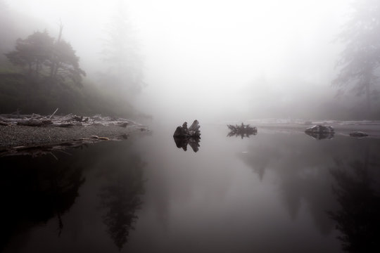 Driftwood with reflection on misty coastal ocean