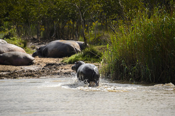 Hippos at the Isimangaliso wetland park, St Lucia, South Africa