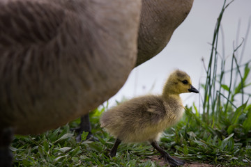 Wethersfield Pond