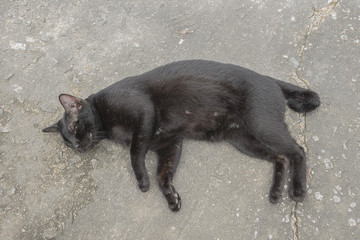 black cat sleep on the floor. rest cute animals.