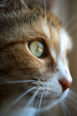 Cats Eye