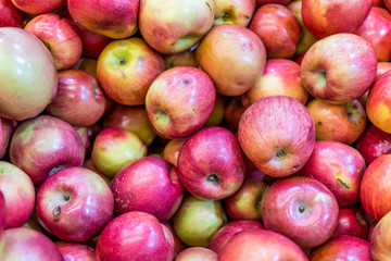 Fototapeta na wymiar Background of many large fuji apples