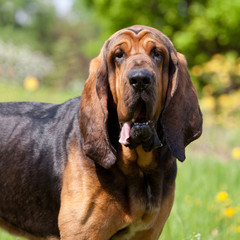 Portrait of nice bloodhound - obrazy, fototapety, plakaty