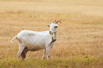 Obraz na płótnie Canvas milk white goat grazing on a meadow