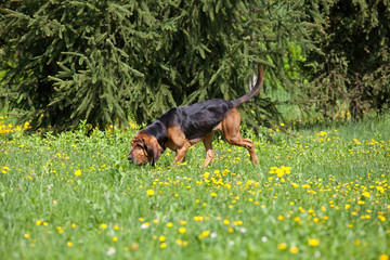 Nice bloodhound on meadow 