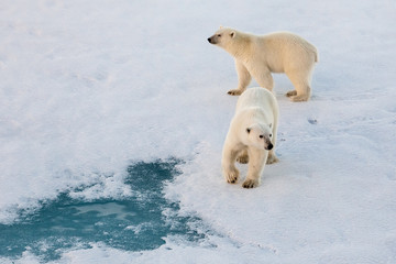 Polar bear mom with cub on ice