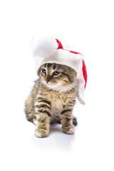 cat in the hat of Santa Claus 