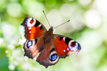 Fototapeta na wymiar European peacock butterfly (Aglais io) on blurry green background