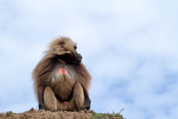 Naklejka premium Blutbrustpaviane in den Simien Bergen von Äthiopien 