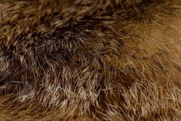 Classy and luxurious red fox fur