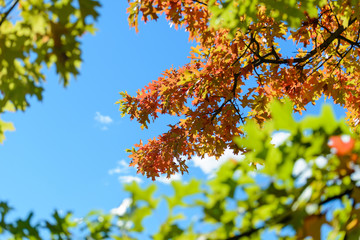 Maple leaves on fall