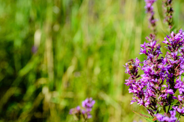 Bee pollinating a flower