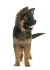 puppy german shepherd