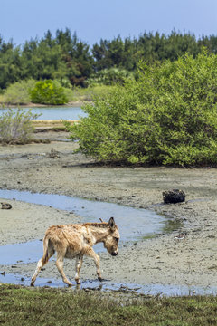 Mannar donkey in Kalpitiya, Sri Lanka