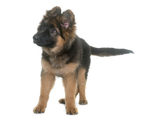 puppy german shepherd