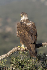 Female of Bonelli´s eagle on a branch of oak. Aquila fasciata