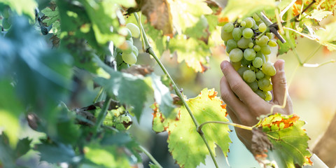Farmer in his vineyard