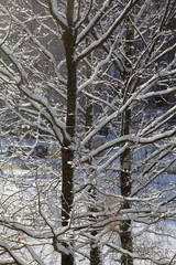 Obraz premium Trees in winter