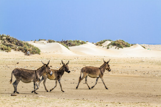 Mannar donkey in Kalpitiya, Sri Lanka